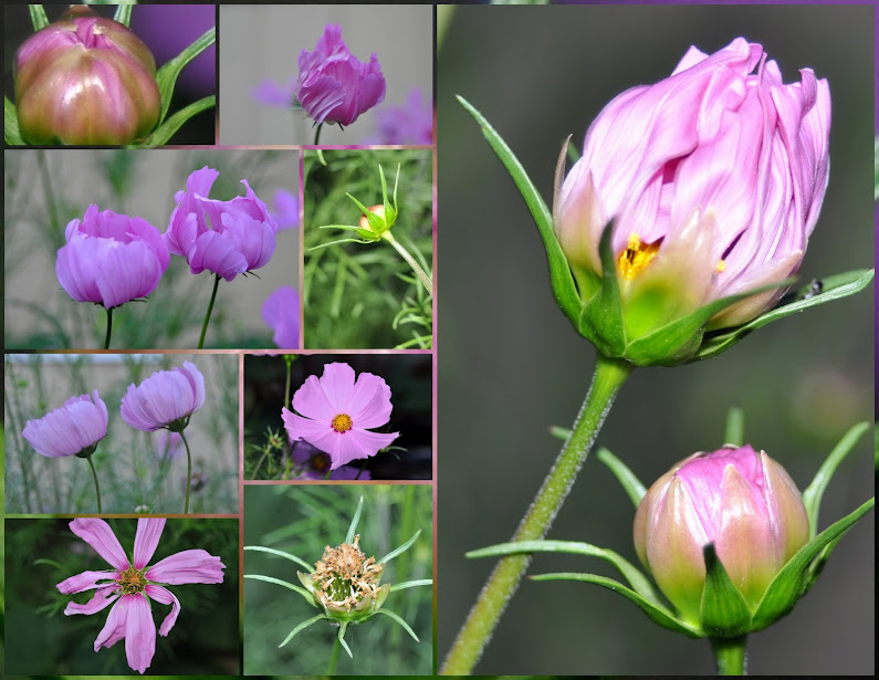 From Bud to Bloom: A Journey through Floral Life Cycles