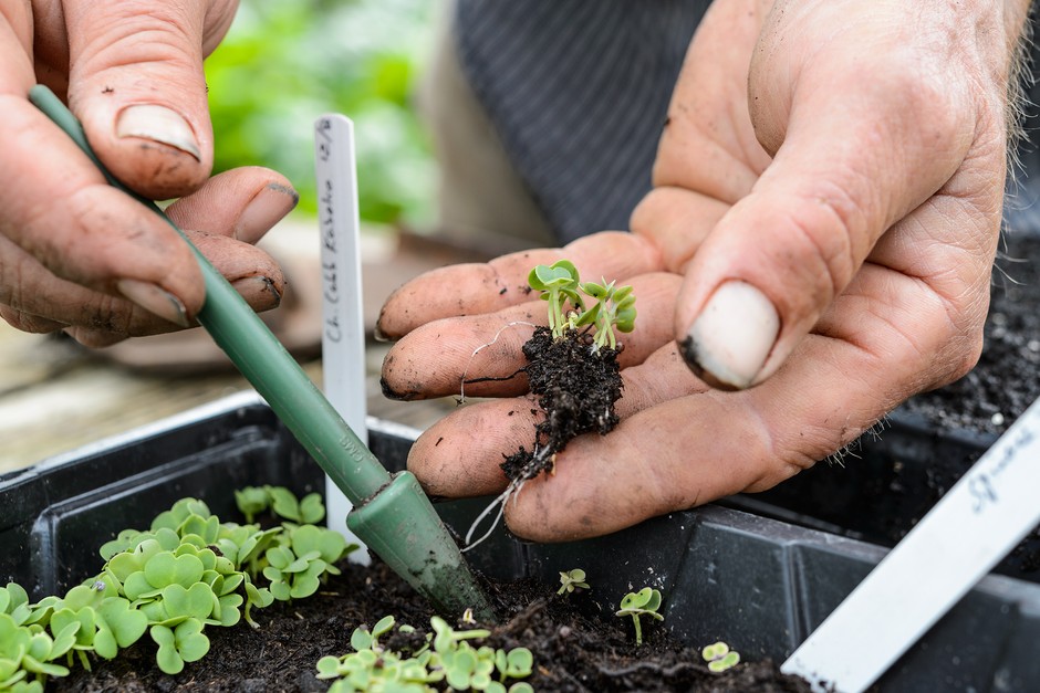 From Soil to Sprout: Planting Tips for Budding Gardeners
