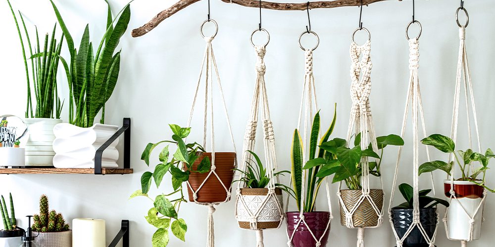 Mastering Plant Care: Tips for Thriving Indoor Gardens