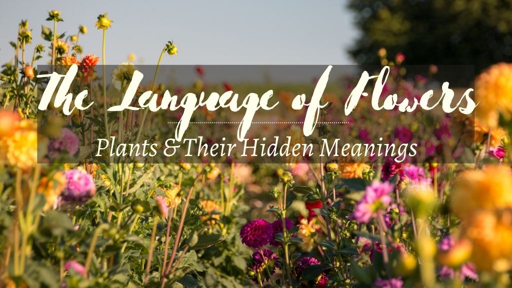 The Language of Flowers: Communicating Through Blooms