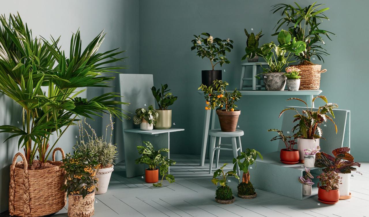 Houseplant Haven: Elevating Spaces with Indoor Greenery
