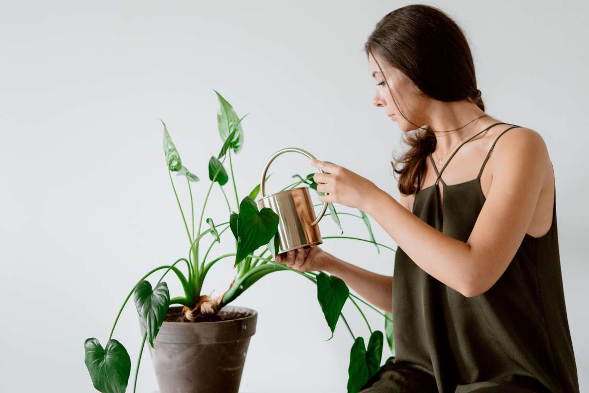 Plant Care 101: The Basics of Nurturing Healthy Plants