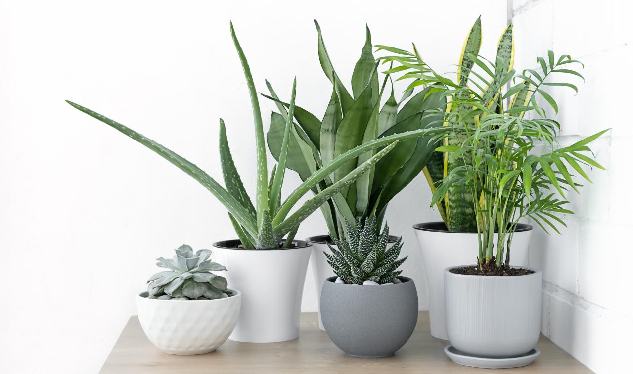 Indoor Oasis: Cultivating Tranquility with Houseplants