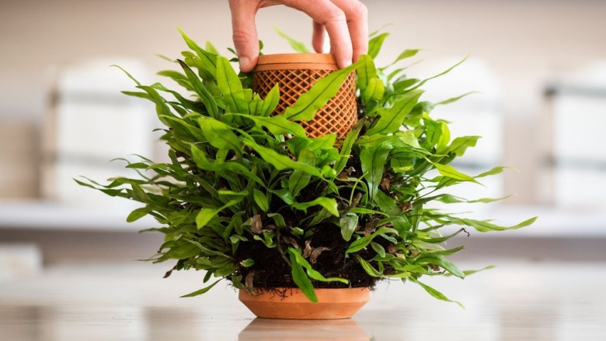 Inside Out: Embracing Wellness Through Indoor Plants